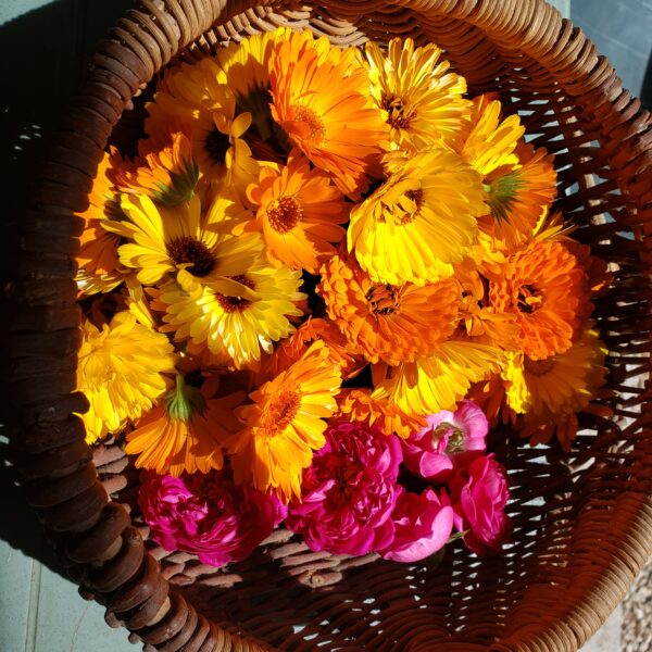 Macérât huileux calendula – Image 2
