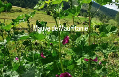 Petite visite du jardin