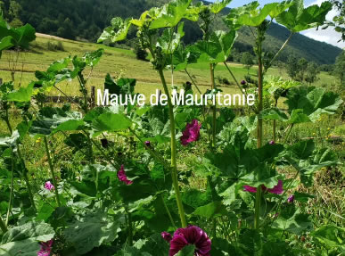 Petite visite du jardin